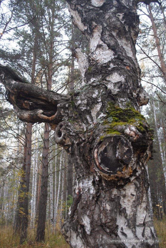 Нанури (Littlefee Nanuri от Fairyland) Нанури (Littlefee Nanuri от Fairyland)