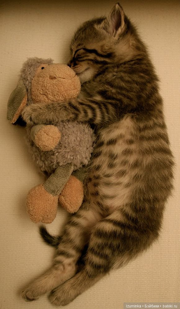 Ребенок и кошка. Ребенок и кошка.