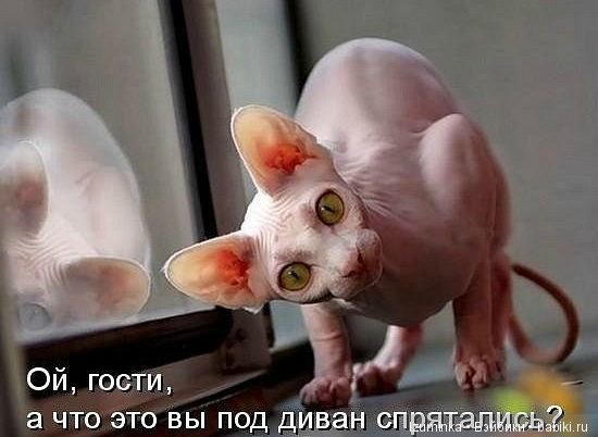 Смешные коты.