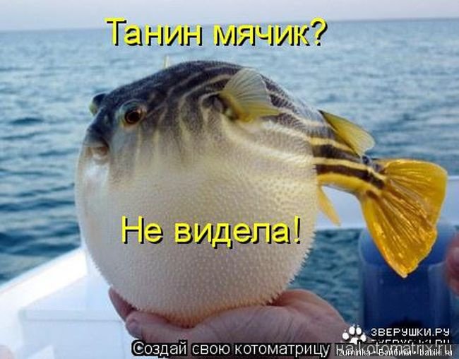 Смешные коты.
