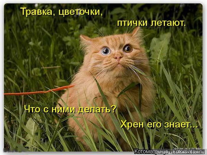 Смешные коты.