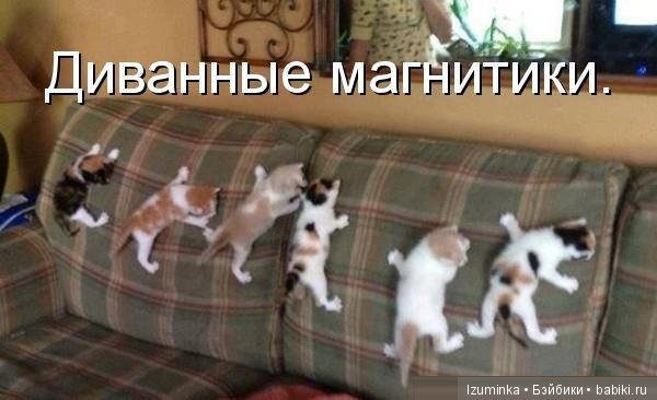 Смешные коты.