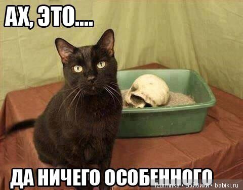 Смешные коты.