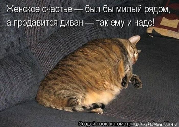 Смешные коты.
