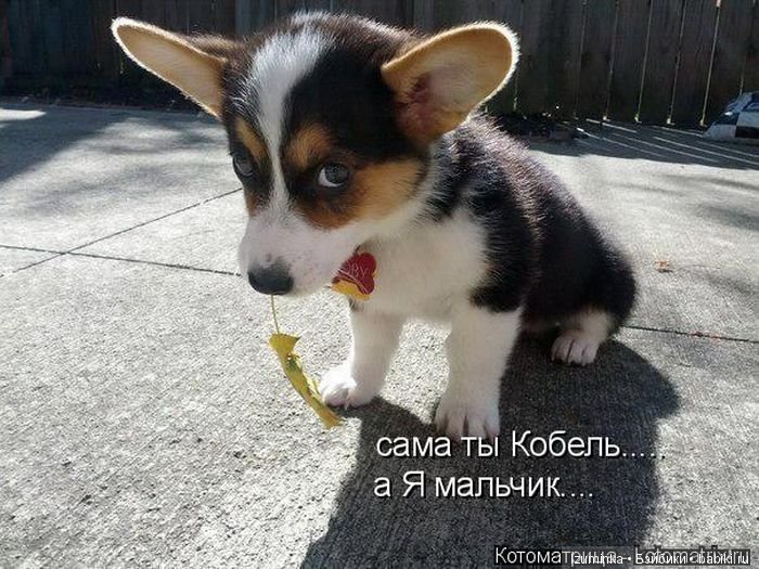 Смешные коты.