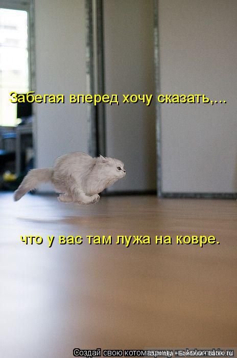 Смешные коты.