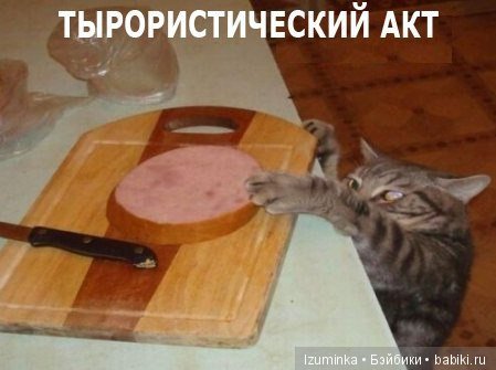 Смешные коты.
