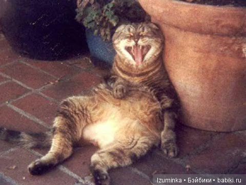 Смешные коты.