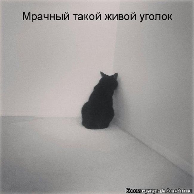 Смешные коты.