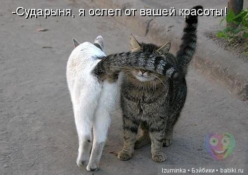 Смешные коты.
