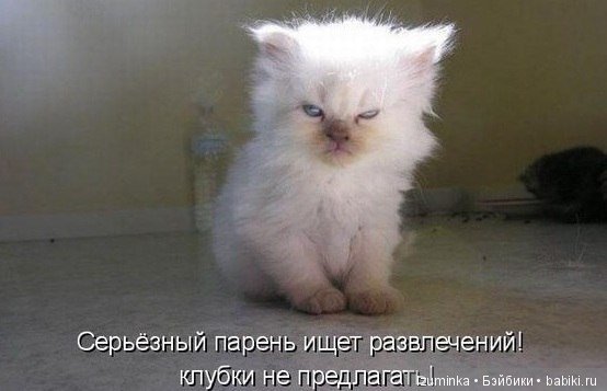 Смешные коты.