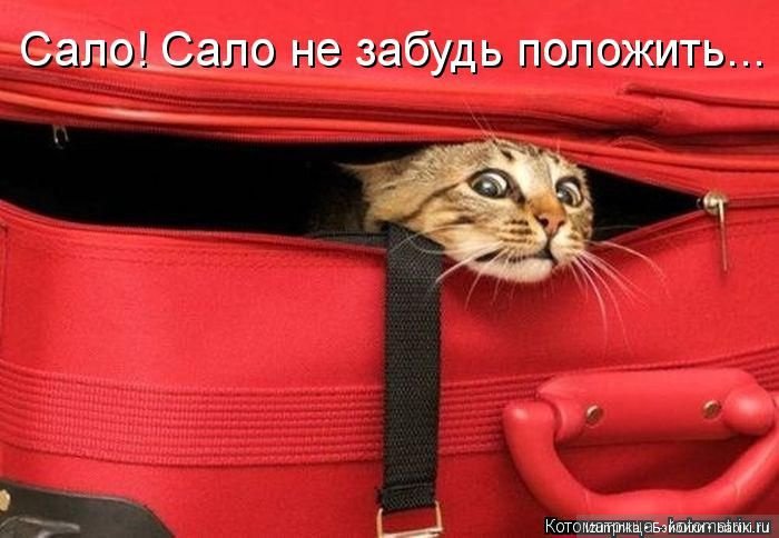 Смешные коты.