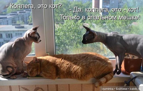 Смешные коты.