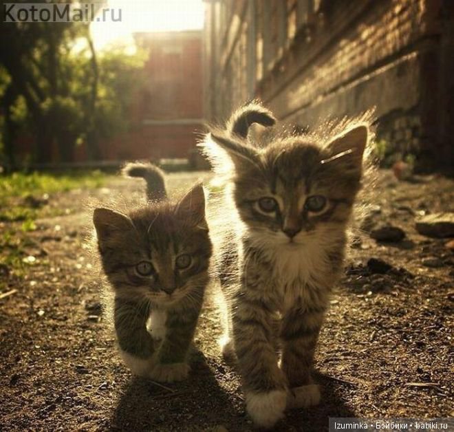 Смешные коты.