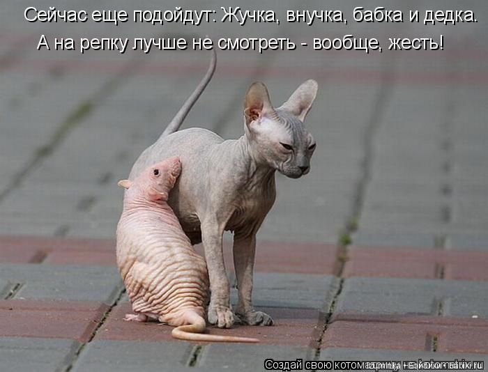 Смешные коты.