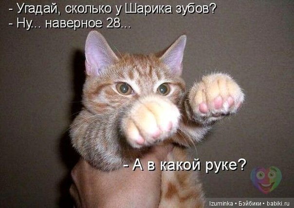 Смешные коты.
