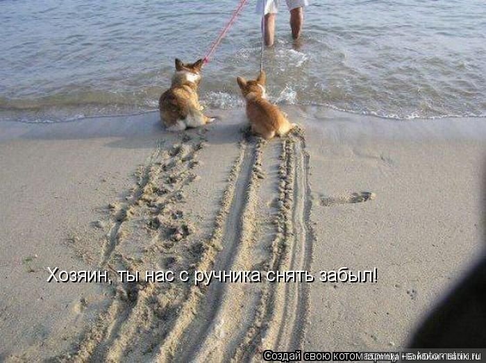 Смешные коты.