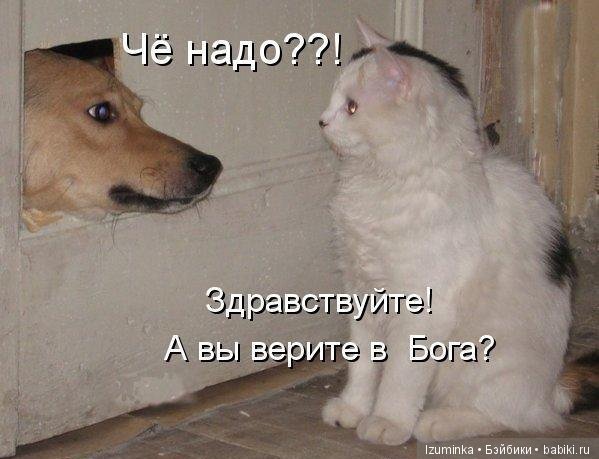 Смешные коты.