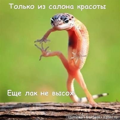 Смешные коты.
