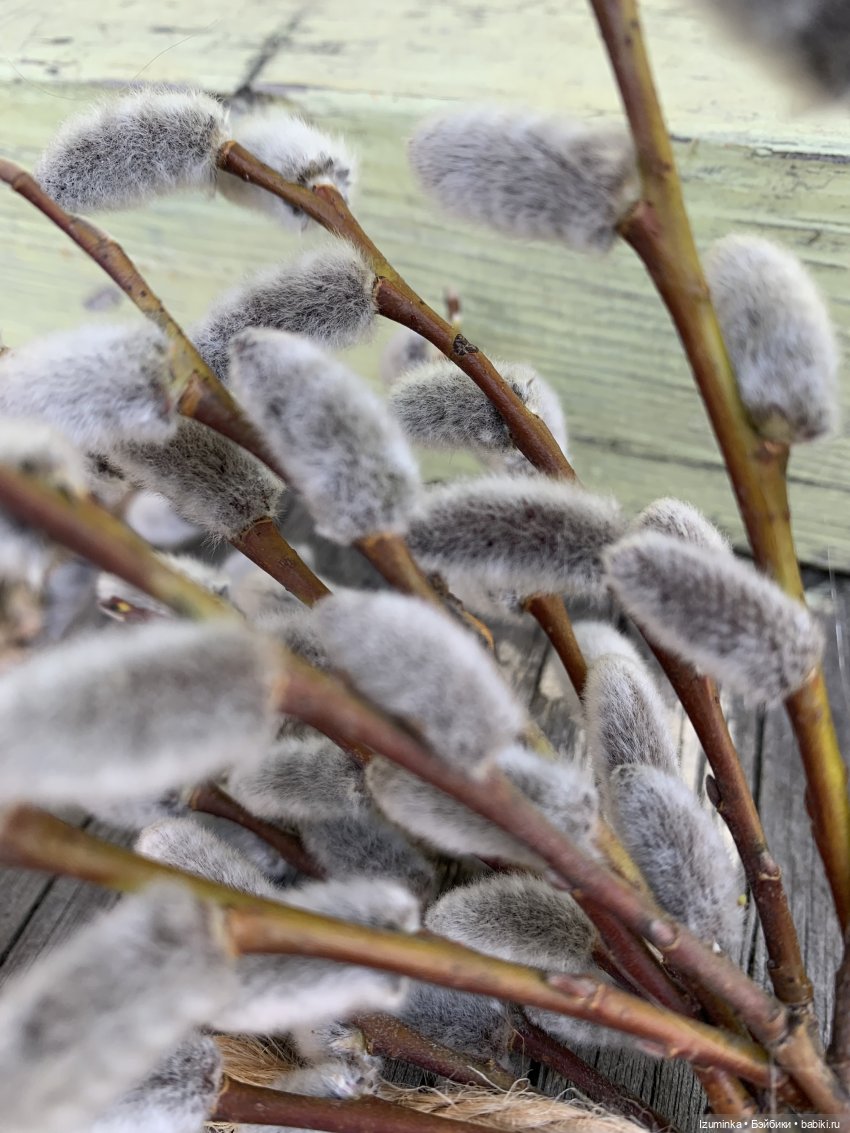 Вербное воскресение — Куклы Dianna Effner (Эффнер) из винила: Little Darling