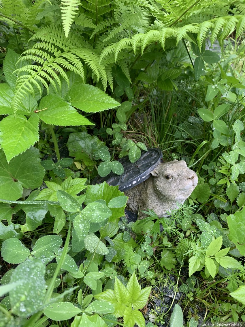 Прогулка после дождя. Монст, Monst Xiaomi