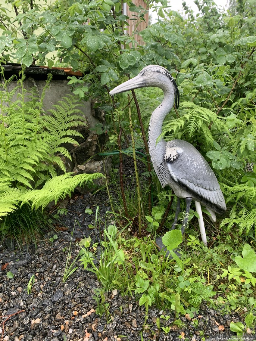 Прогулка после дождя. Монст, Monst Xiaomi (фото 2)