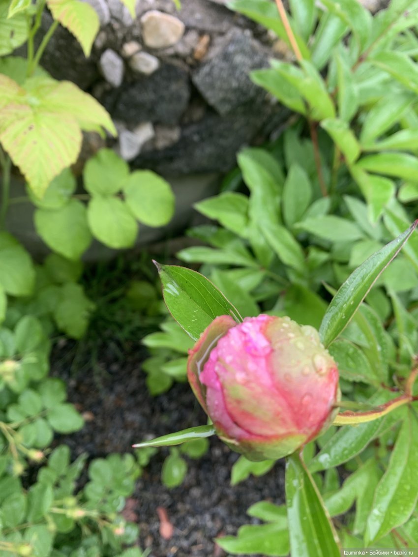 … И снова дождь… — ООАК Paola Reina (Паола Рейна) и испанских кукол: перерисовка (фото 3)