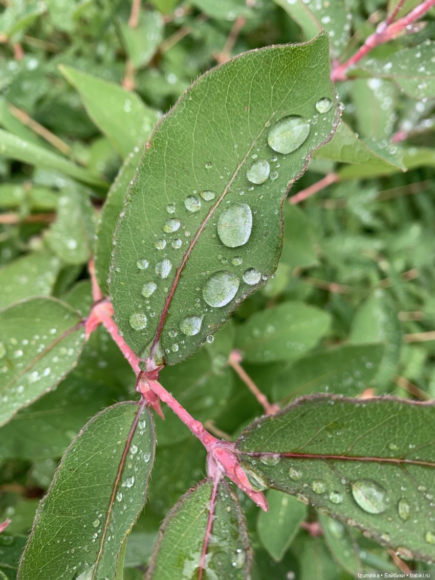 … И снова дождь… — ООАК Paola Reina (Паола Рейна) и испанских кукол: перерисовка