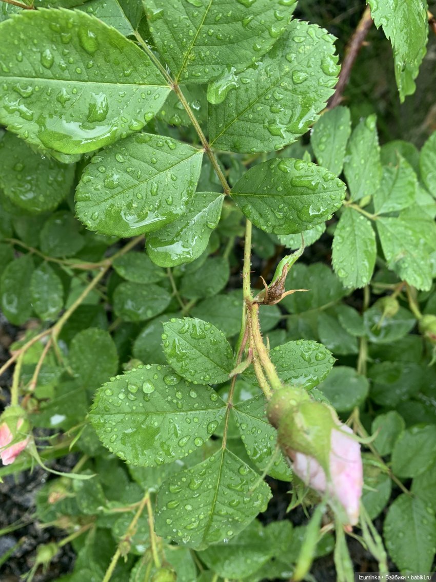 … И снова дождь… — ООАК Paola Reina (Паола Рейна) и испанских кукол: перерисовка (фото 4)