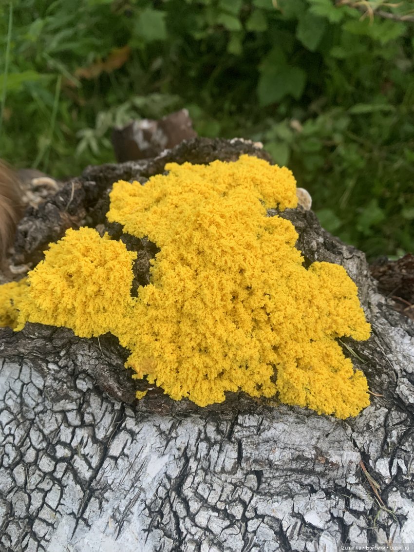 Необычное рядом. Или Жу удивляется