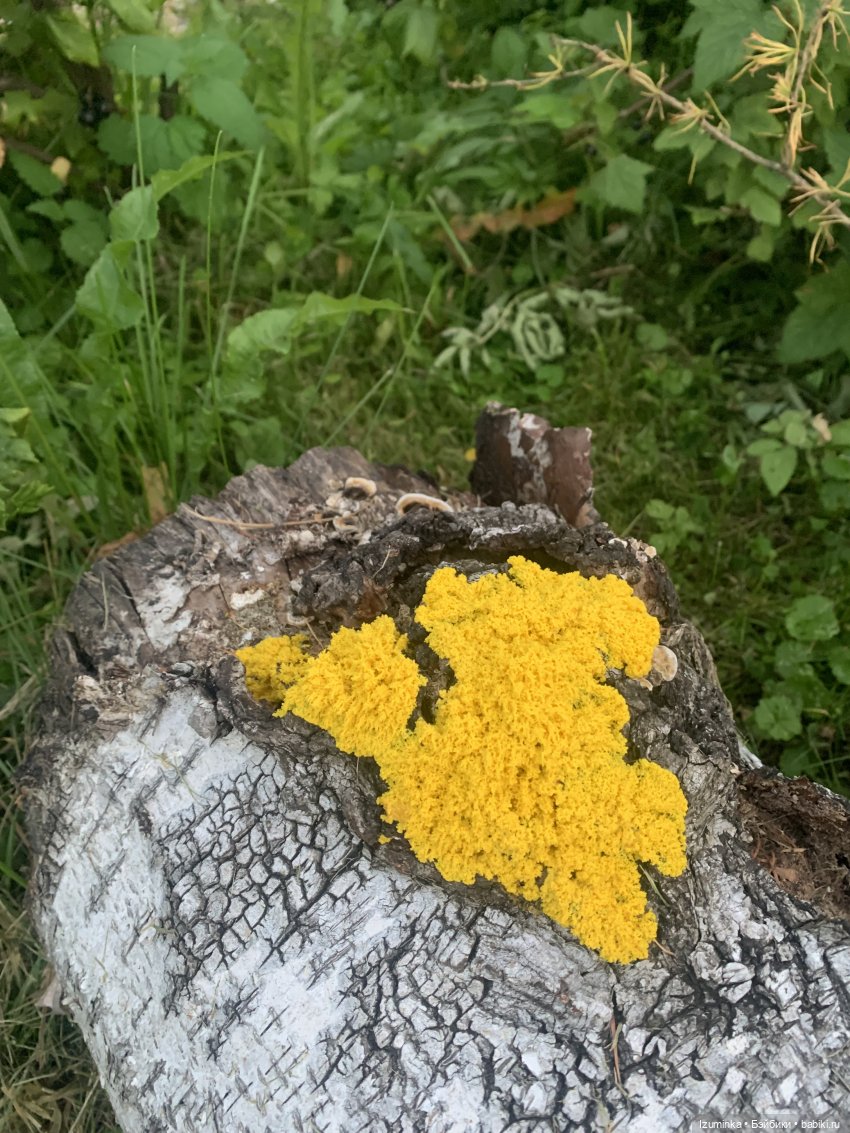 Необычное рядом. Или Жу удивляется (фото 2)