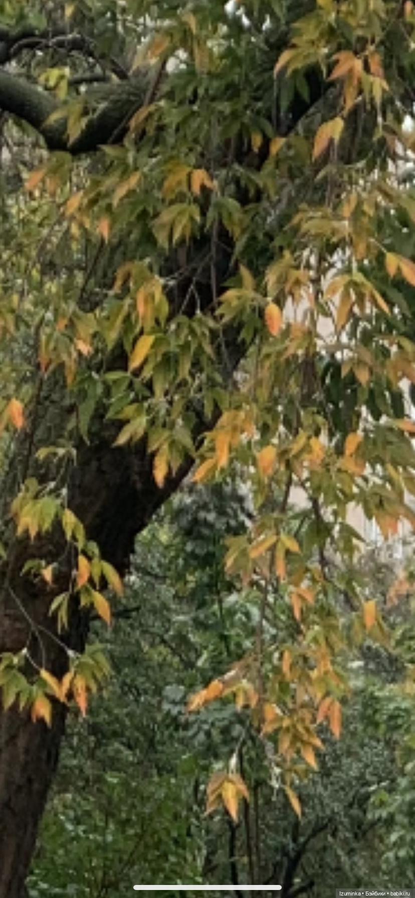 Первый день Осени. Даринкины обновки ( Жу Даши Нужновой) (фото 2)