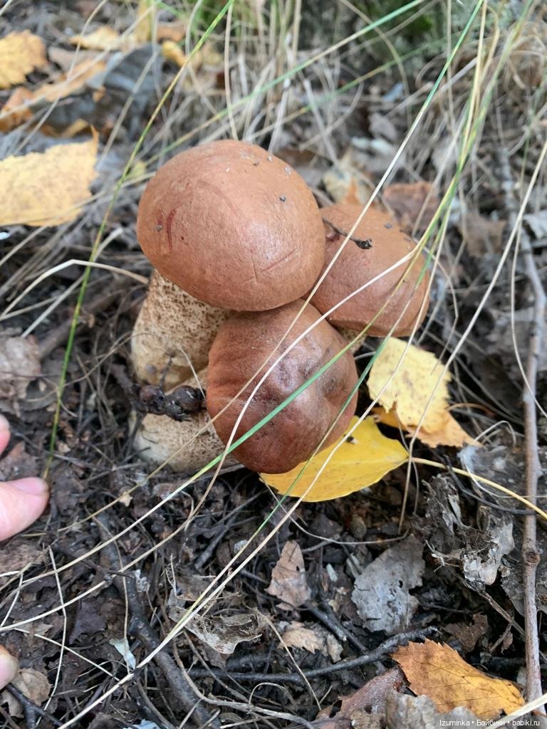 Осенние мотивы... Жу , авторские куклы Даши Нужновой | Бэйбики Осенние мотивы... Жу , авторские куклы Даши Нужновой (фото 2)