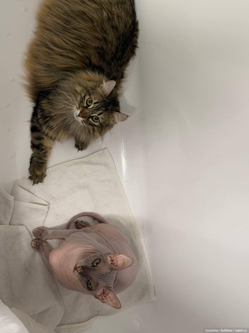 😸1 Марта - День Кошек | Бэйбики 😸1 Марта - День Кошек — В мире животных: смешные фото питомцев и зверей