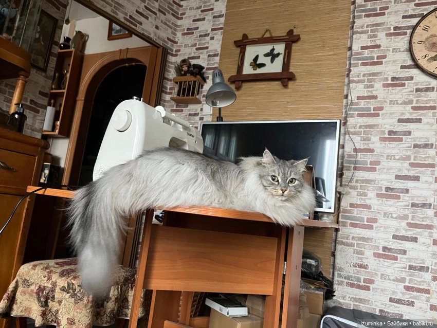 😸1 Марта - День Кошек | Бэйбики 😸1 Марта - День Кошек — В мире животных: смешные фото питомцев и зверей (фото 7)