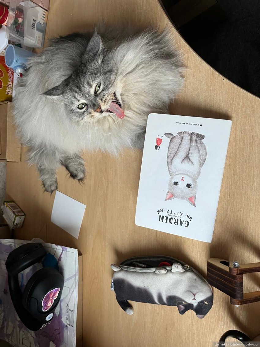 😸1 Марта - День Кошек | Бэйбики 😸1 Марта - День Кошек — В мире животных: смешные фото питомцев и зверей