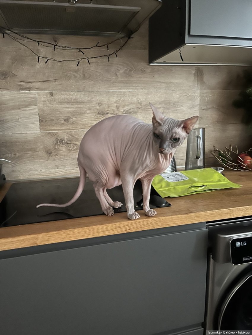 😸1 Марта - День Кошек | Бэйбики 😸1 Марта - День Кошек — В мире животных: смешные фото питомцев и зверей