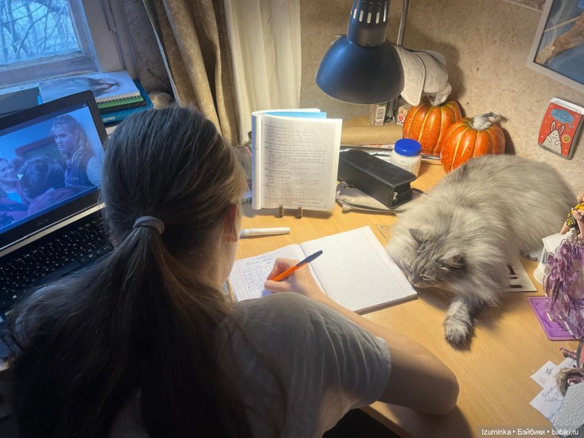 😸1 Марта - День Кошек | Бэйбики 😸1 Марта - День Кошек — В мире животных: смешные фото питомцев и зверей (фото 8)