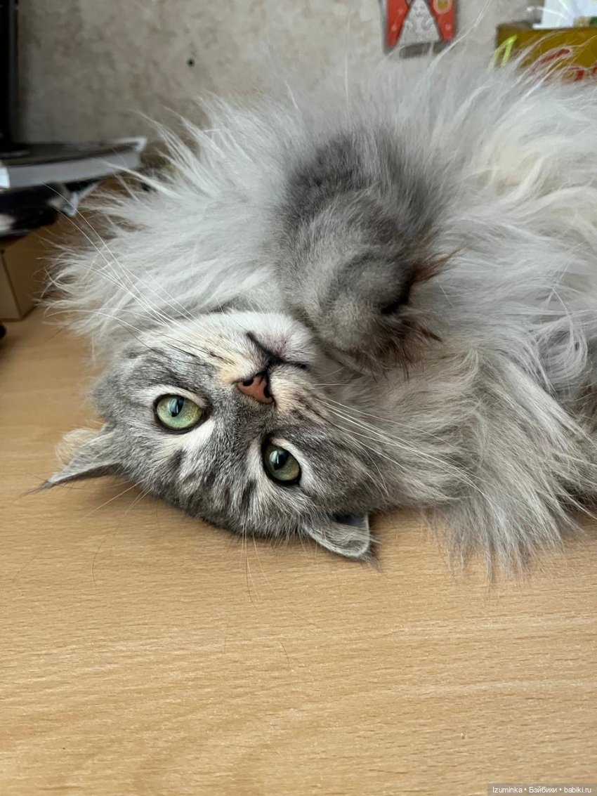 😸1 Марта - День Кошек | Бэйбики 😸1 Марта - День Кошек — В мире животных: смешные фото питомцев и зверей (фото 5)