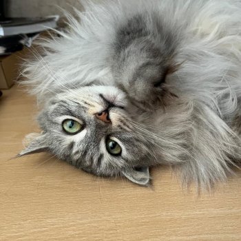 😸1 Марта - День Кошек