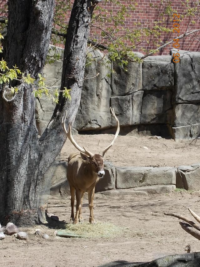Джейн в Чикаго