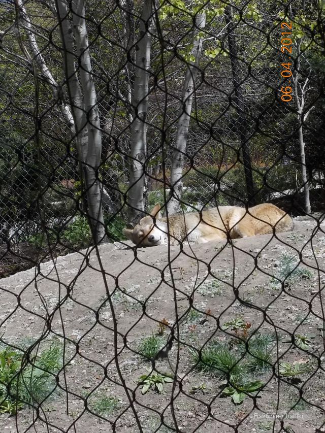 Джейн в Чикаго