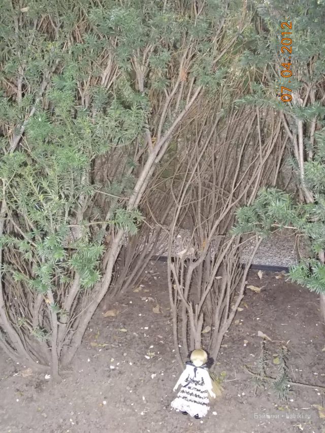 Джейн в Чикаго