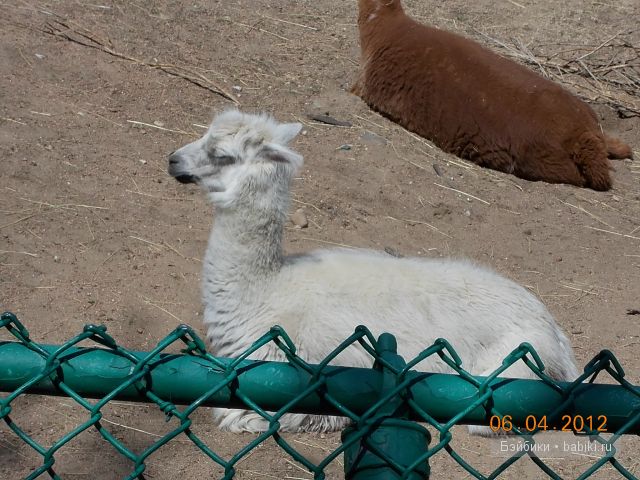 Джейн в Чикаго