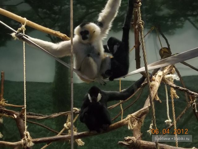 Джейн в Чикаго