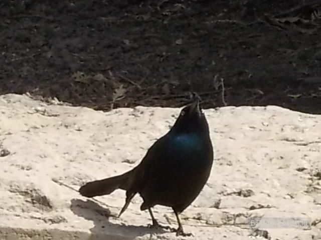 Джейн в Чикаго