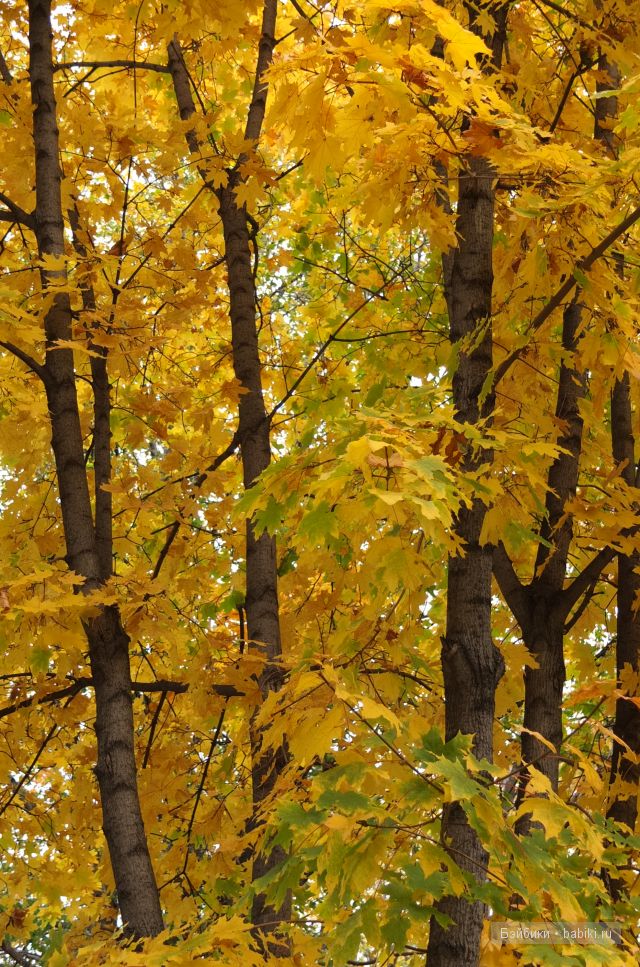 вот так красиво сейчас в осеннем лесу