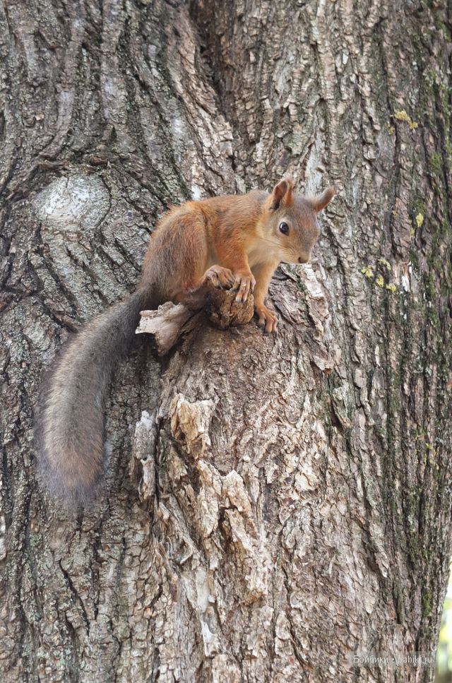Осенняя прогулка с любимыми Скиллятами. Коллекционные куклы Sissel Bjorstadt Skille (фото 2)