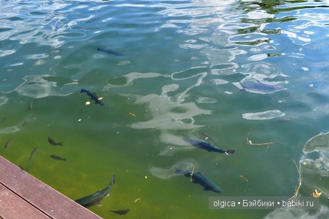 Зеленоглазая нимфа Аллюра от Фейзах Спанос, прогулка в Межигорье (фото 9)