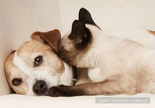Как кошка с собакой — Интересное и необычное: фотоподборки (фото 5)